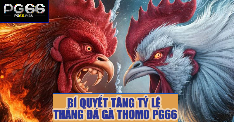 Bí quyết tăng tỷ lệ thắng khi chơi đá gà thomo PG66