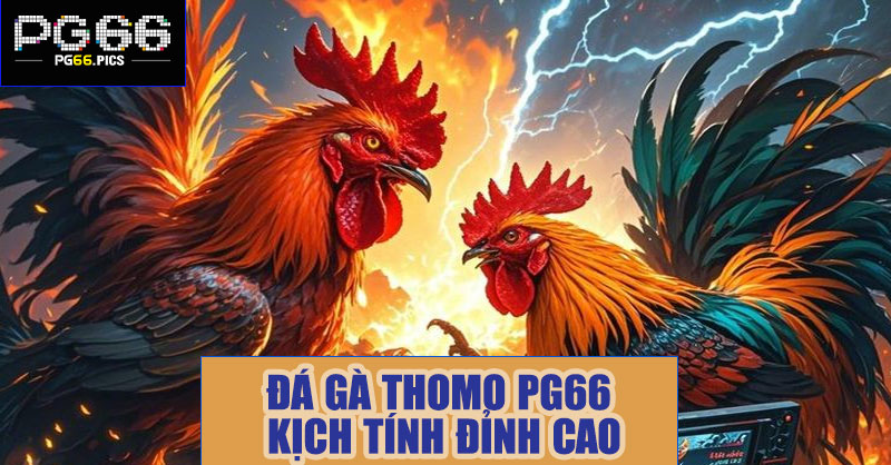 Đá gà thomo PG66 – Trận chiến kịch tính, cá cược đỉnh cao