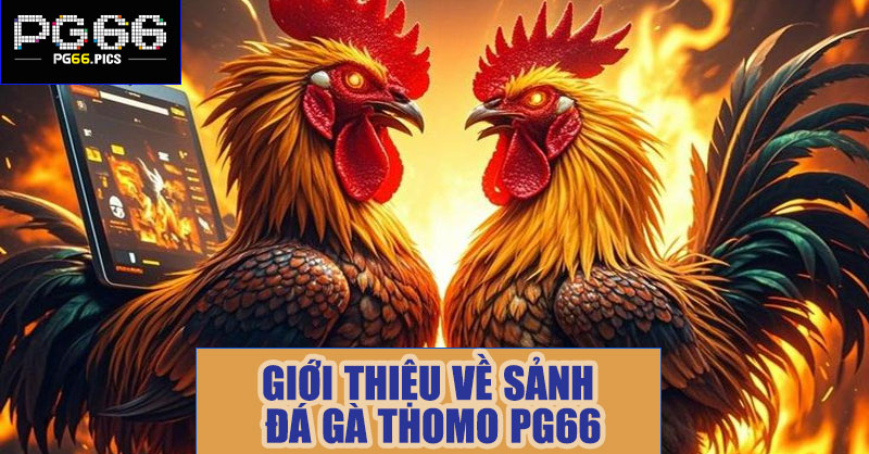 Giới thiệu về sảnh đá gà thomo PG66