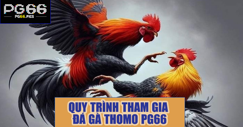 Quy trình tham gia đá gà thomo PG66