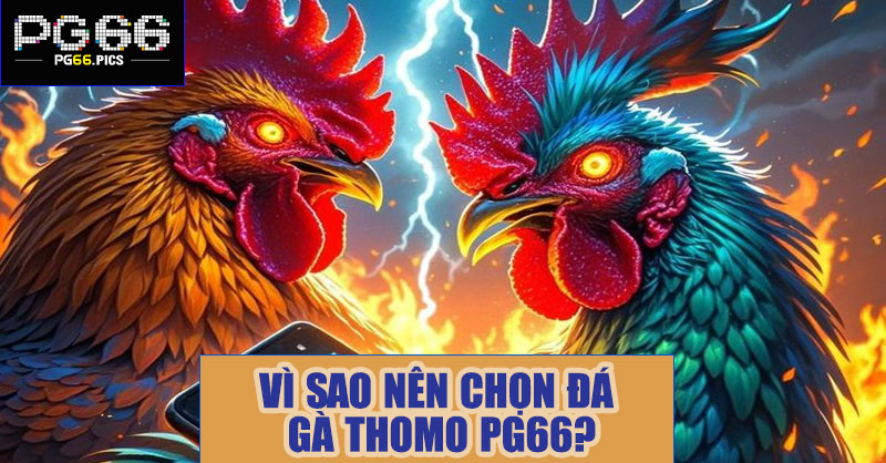 Vì sao nên chọn đá gà thomo PG66?