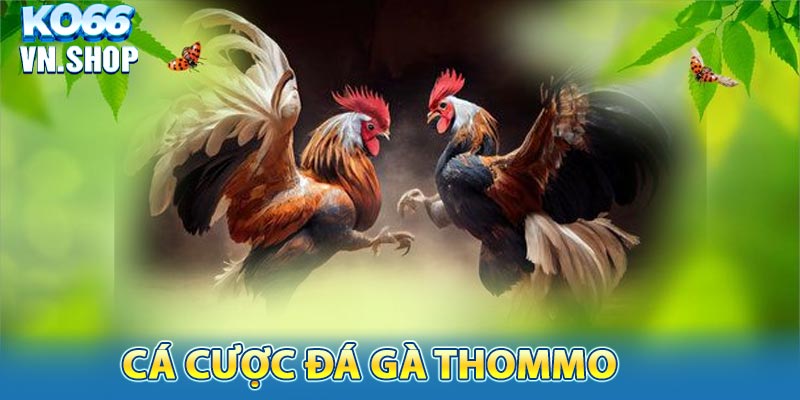 Cá cược đá gà thomo tại KO66