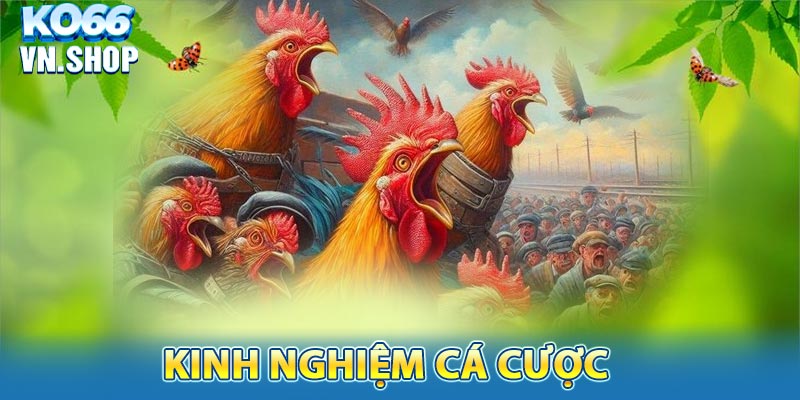 Kinh nghiệm cá cược đá gà thomo mô thắng lớn