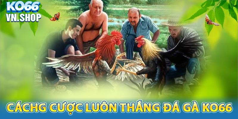 Hướng dẫn cách cược đá gà thắng lớn tại KO66